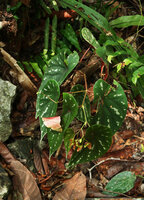 Begonia baramensis, Gunung Mulu NP, Sarawak, Borneo