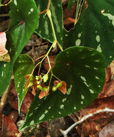 Begonia baramensis, male and female flowers, Gunung Mulu NP, Sarawak, Borneo