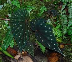 Begonia beryllae, brown, slightly blue iridescent silver spotted young individual, Kinabalu NP, 1600 m asl, Sabah, Borneo