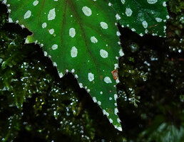 Begonia beryllae, refractive silver white spots due to epidermal cells filled with gaz, Kinabalu NP, 1600 m asl, Sabah, Borneo