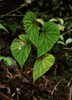 Begonia beryllae, velvety green leaf form, Mt Kinabalu, Sabah, Borneo