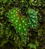Begonia beryllae, young individual on vertical mossy rock with refractive silver white spots, Kinabalu NP, 1600 m asl, Sabah, Borneo