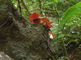 Begonia blancii, anthocyanic underleaf individual, El Nido, Palawan, Philippines