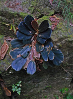 Begonia blancii, blackish form exhibiting leaf shade avoidance through everlasting  petiole elongation, El Nido, Palawan, Philippines