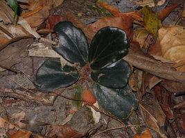 Begonia blancii, black leaved form, Palawan, Philippines