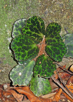 Begonia blancii, dark brown spotted form, Palawan, Philippines