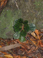 Begonia blancii, dark spotted form, Palawan, Philippines