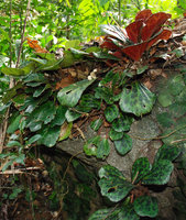 Begonia blancii, dense population on a single rock, El Nido, Palawan, Philippines