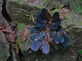 Begonia blancii, forme noire à iridescence bleue, El Nido, Palawan, Philippines