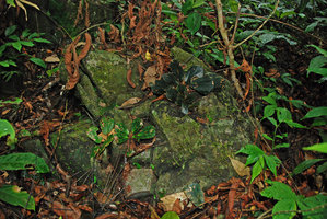Begonia blancii, green, spotted and blackish, Palawan, El Nido, mai 2011