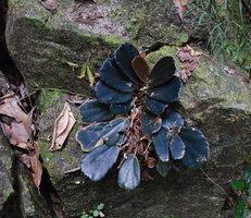 Begonia blancii, leaf blade shade avoidance through everlasting extension of petiole, the downwards oldest leaf having the longest, El Nido, Palawan, Philippines