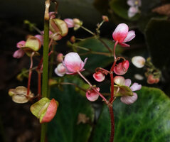 Begonia blancii, light green leaves form, light brown spotted, white tepals very strongly suffused with bright pink in the lower half, Bulalakaw Falls, Palawan, Philippines