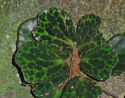 Begonia blancii, maculate, Palawan, Philippines
