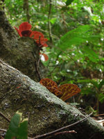 Begonia blancii, mottled and anthocyanic underleaf individuals, El Nido, Palawan, Philippines