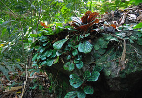 Begonia blancii on a shaded rock, plain green form and mottled form with red anthocyanic undersurface, El Nido, Palawan, Philippines, Feb. 2009