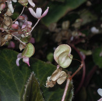 Begonia blancii, one male flower and ripening capsular fruits with one cucullate wing