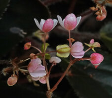 Begonia blancii, plain dark brown leaved form, male and female flowers with outer white tepals largely suffused with bright pink, Bulalakaw Falls, Palawan, Philippines