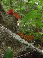 Begonia blancii, red and spotted anthocyanic leaf under surface, Palawan, Philippines