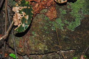 Begonia blancii roots creeping on the rock, Palawan, Philippines