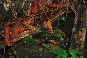 Begonia blancii, seedlings on vertical rocks, Palawan, Philippines