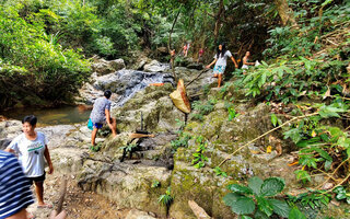 Begonia blancii, some individuals surviving on the vertical faces of the rocks adjacent to the overtouristic trail, Bulalacao Falls, El Nido, Palawan, Feb. 2025, photo R. Dupont