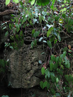Begonia boisiana, Halong Bay, Vietnam