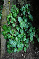 Begonia calderonii, a form with well designed star light green veins, Finca el Pilar, Antigua, Guatemala