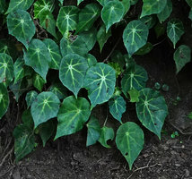 Begonia calderonii, a form with well designed star light green veins on peltate leaves, Finca el Pilar, Antigua, Guatemala