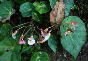 Begonia calderonii, female flowers, Finca el Pilar, Antigua, Guatemala