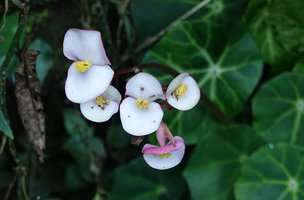 Begonia calderonii, four male and one female flowers, Finca el Pilar, Antigua, Guatemala
