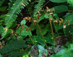 Begonia calderonii, maturing fruits, Finca el Pilar, Antigua, Guatemala