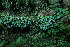 Begonia calderonii, population on vertcal rocks, Finca el Pilar, Antigua, Guatemala