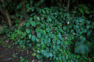 Begonia calderonii, population on vertcal rocky bank, Finca el Pilar, Antigua, Guatemala