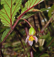 Begonia calliantha, female flower, Rondon Ridge, 2000 m asl, Mount Hagen, Papua New Guinea