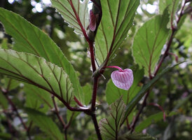 Begonia calliantha, leaves and male flower, Rondon Ridge, 2000 m asl, Mount Hagen, Papua New Guinea