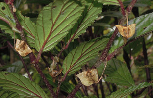 Begonia calliantha, mature upwards recurved dry fruits, Rondon Ridge, 2000 m asl, Mount Hagen, Papua New Guinea
