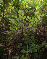 Begonia calliantha, Rondon Ridge, 2000 m asl, Mount Hagen, Papua New Guinea