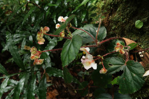 Begonia cathcartii, Doi Inthanon NP, 2300 m asl, Thailand