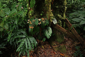 Begonia cathcartii in habitat, Doi Inthanon NP, 2300 m asl, Thailand