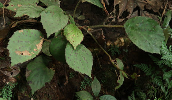 Begonia anisosepala, crenate leaf blade margin, erect stiff hairs with basal red dot, downwards recurved fruit, Kribi, Cameroon