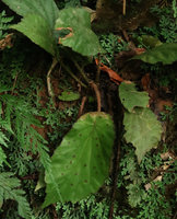 Begonia anisosepala, leaf blades and hirsute petiole, Kribi, Cameroon