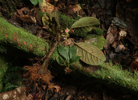 Begonia zenkeriana, flowering and juvenile individuals, Campo, Cameroon