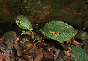 Begonia zenkeriana in habitat, Campo, Cameroon