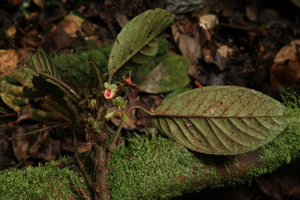 Begonia zenkeriana, laciniate bracts, male flower, fruits and pinnate secondary veins ending in a collective submarginal vein, Campo, Cameroon