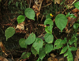 Begonia mildbraedii, flowering individual, Kribi, Cameroon