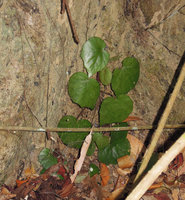 Begonia mindorensis, plain green form, Nagkalikalit waterfall, El Nido, Palawan, Philippines