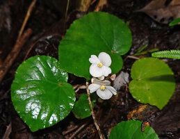 Begonia cf. muricata, leaves and two male flowers, Lisabata, Saleman, Seram, Moluccas.