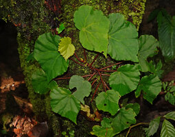 Begonia cf. muricata on limestone rock in forest understory, Manusela NP, 500 m asl, Seram, Moluccas