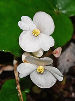Begonia cf. muricata, two male flowers at anthesis, Lisabata, Saleman, Seram, Moluccas.