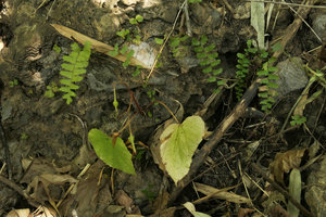 Begonia cf. togashii,, a tuberous species with seasonal leaves in dry bamboo forest, Pyin U Lwin, Myanmar